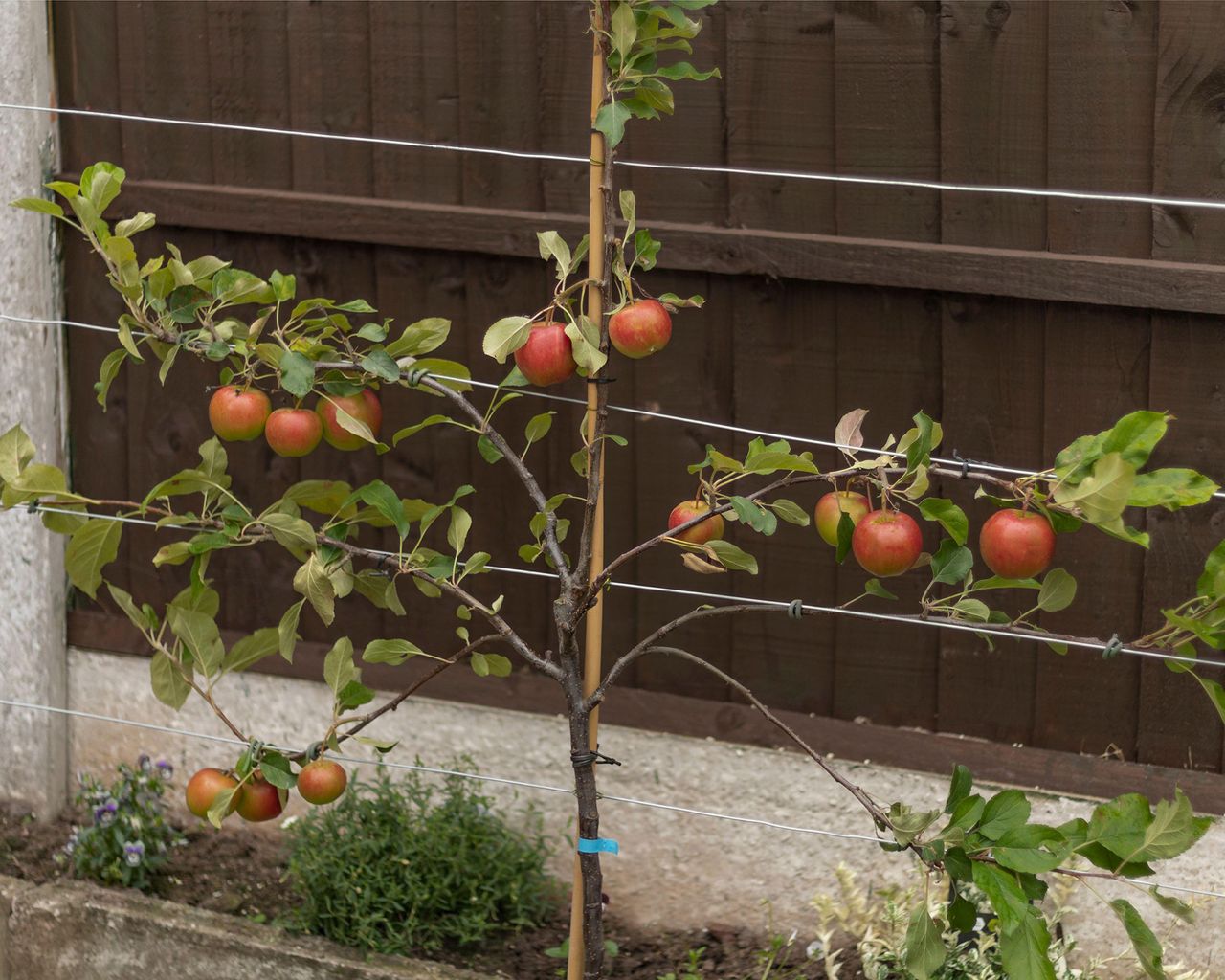 How to prune apple trees mustknow advice for how and when Gardeningetc