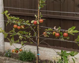 Espalier trained apple tree with red apples