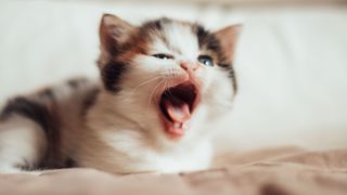 A kitten showing its teeth