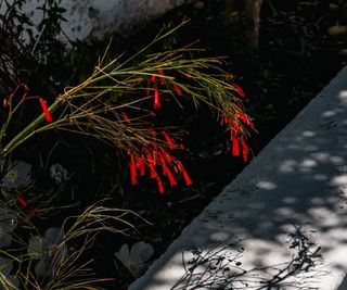 Red flowers and shadow of the firecracker plant