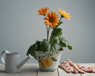 Orange flowers on gerbera daisy in pot