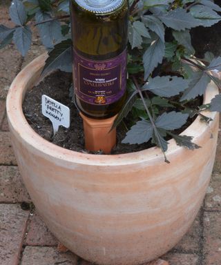 wine bottle drip irrigation in a plant pot