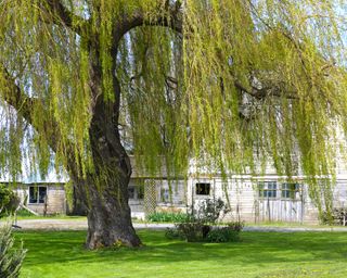 weeping willow tree in Mount Vernon, Washington