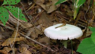 An Amanita bisporigera mushroom
