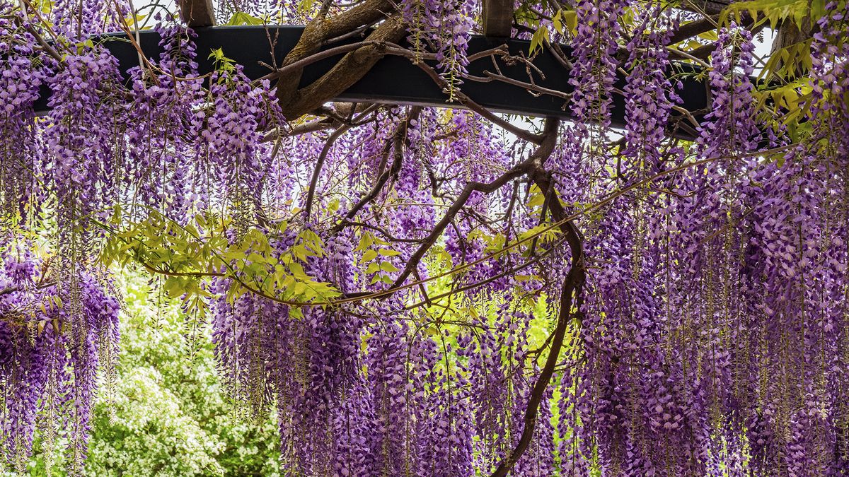 wisteria seedlings