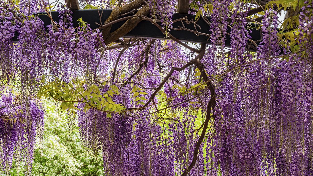 How to grow wisteria