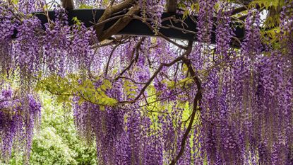purple flowers of a wisteria climbing shrub