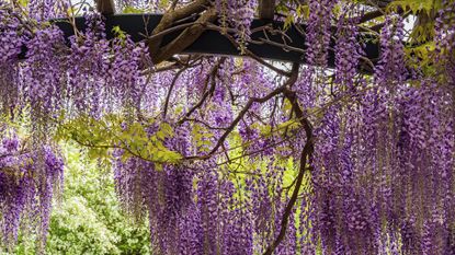 SC Garden Centers Routinely Sell Invasive Here's What To