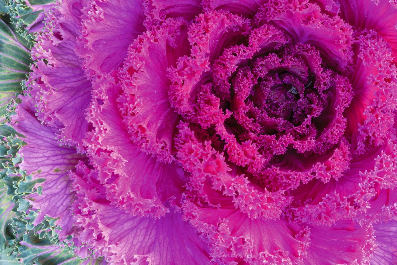 Ever-increasing circles: the vibrant heart of the ornamental pink flowering leaf cabbage.