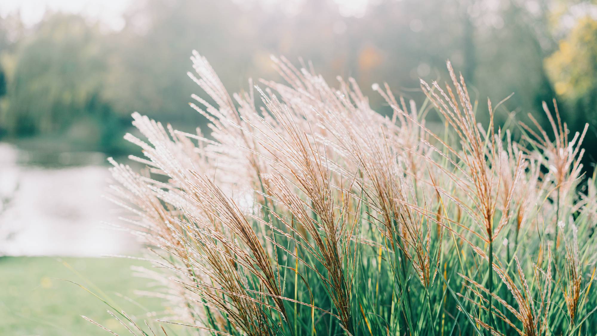 Ornamental grass in landscape