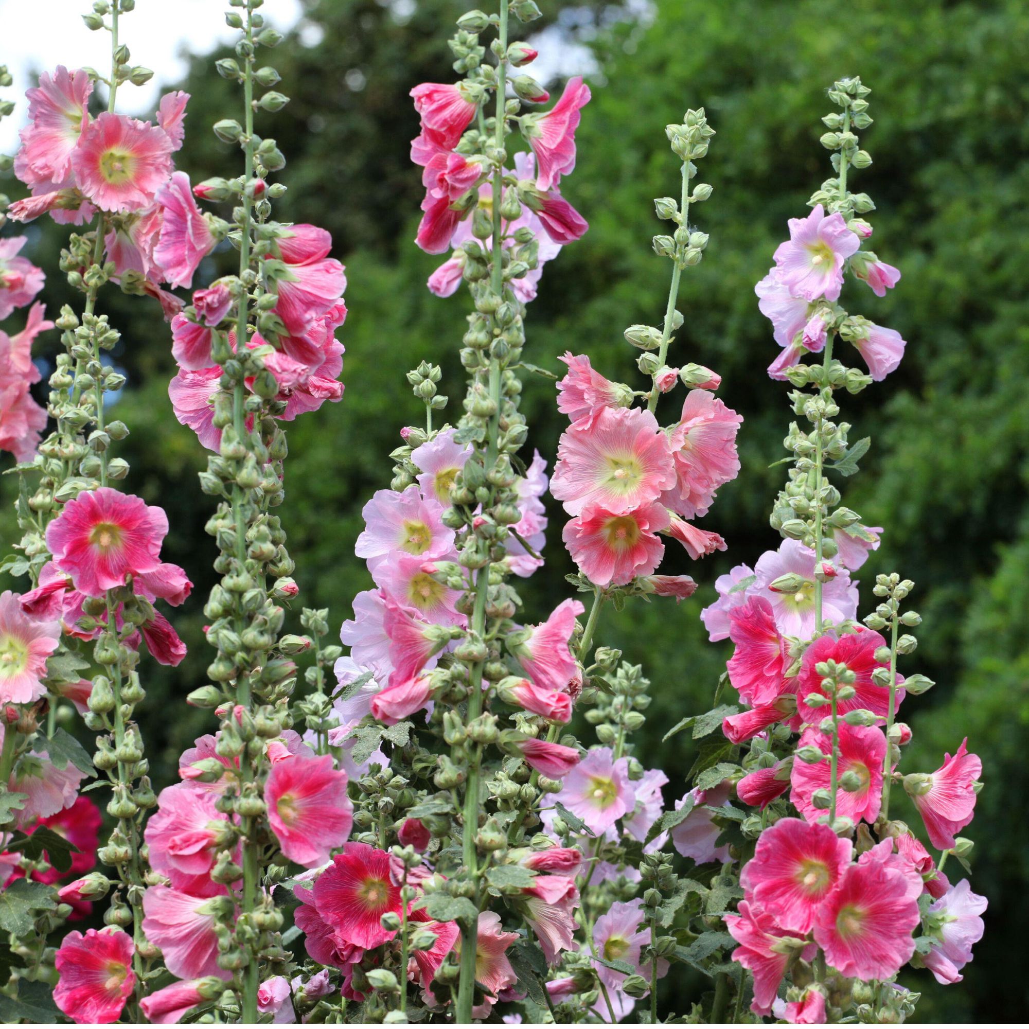 pink Hollyhocks