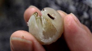 a white isopod pulled from the bottom of the ocean curled up in a person's fingertips