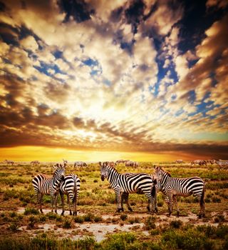 Is this herd of zebra beneath a glorious sunset enough to reduce violence in prisons?