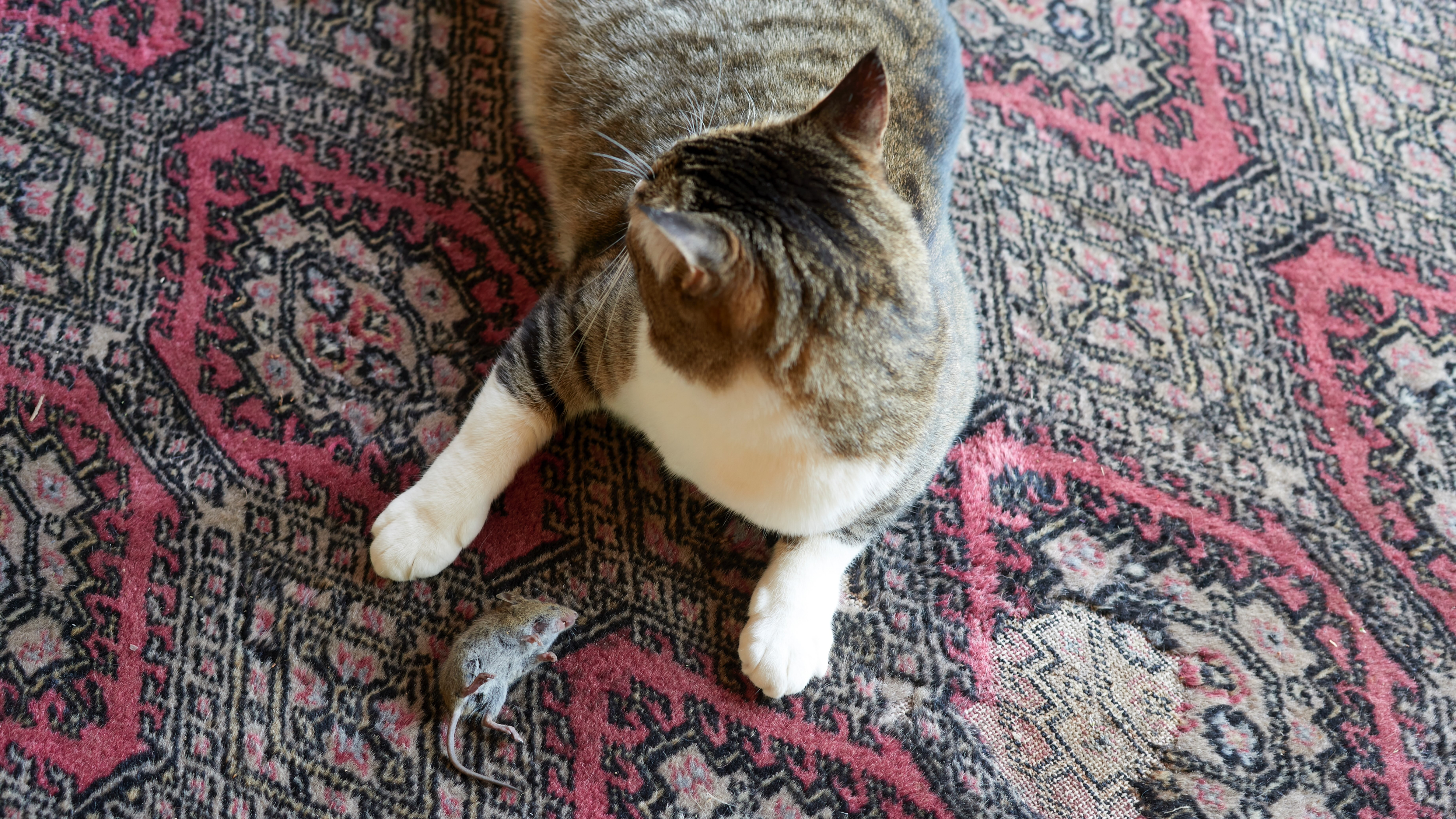 Cat with dead mouse on carpet