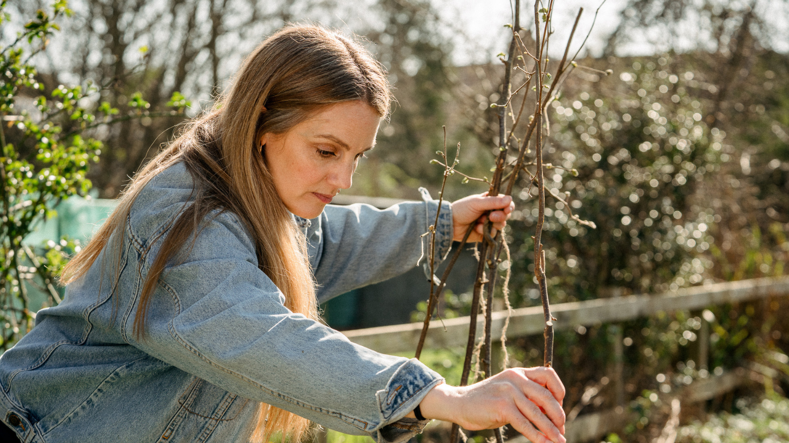 woman in blue denim jacket placing hazel canes into ground