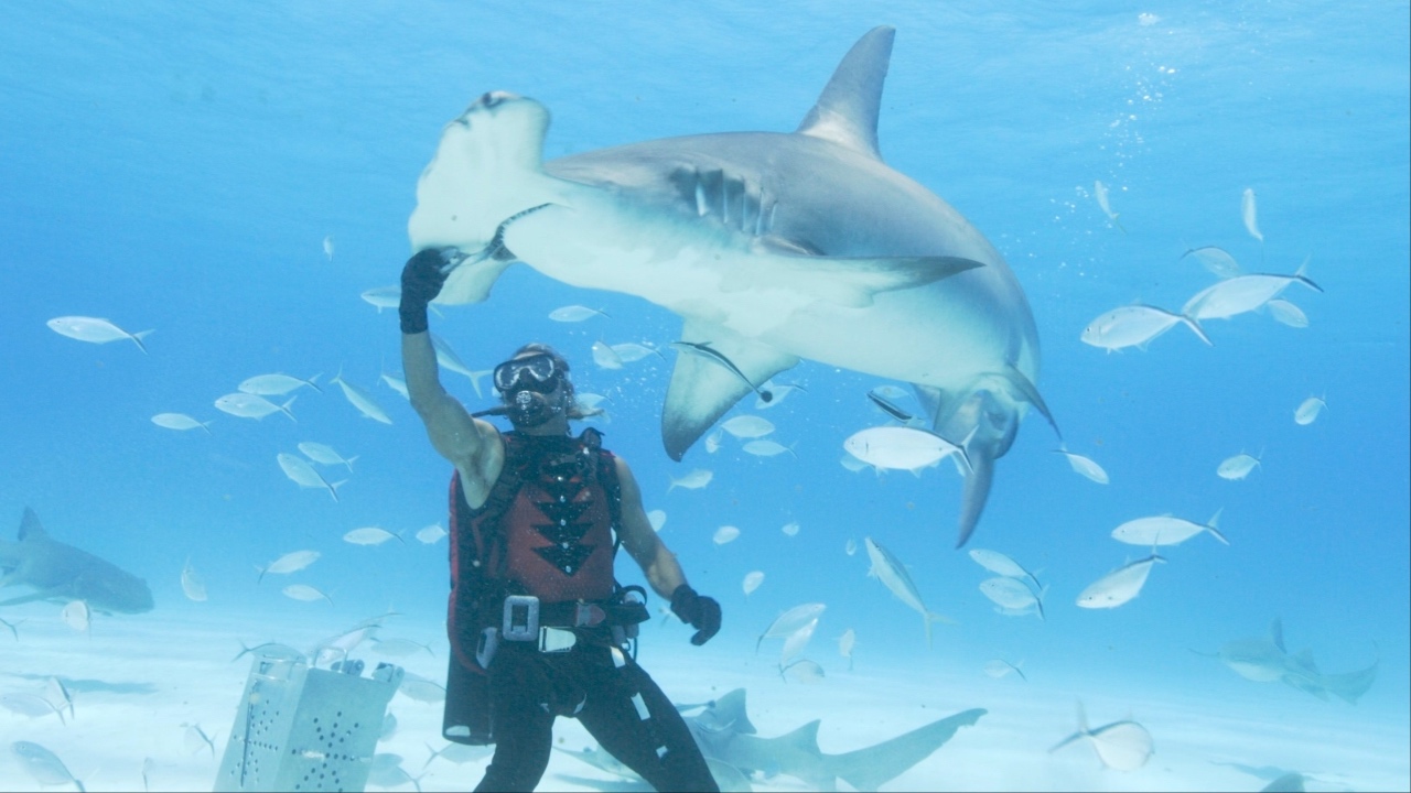 Hammerhead shark in Shark Week's Dancing with Sharks