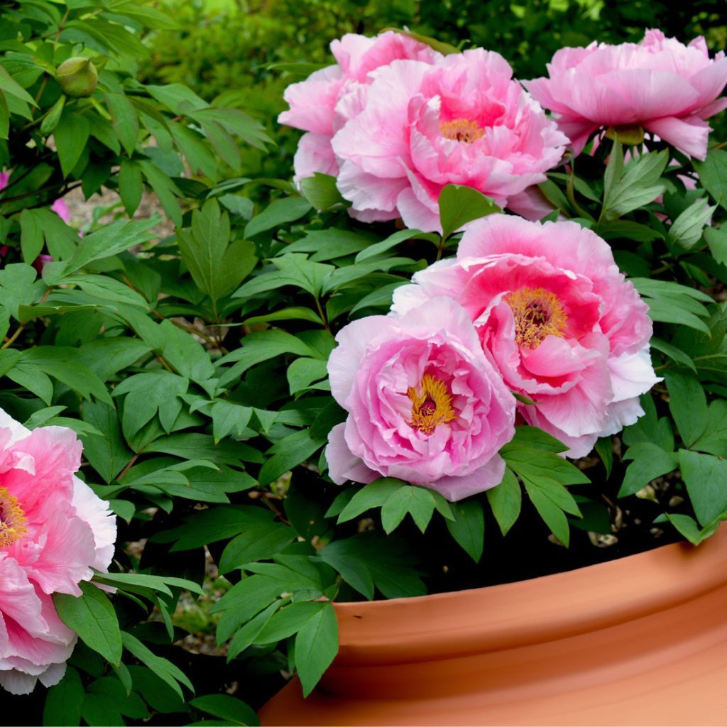 Growing Peonies In A Container For The Ultimate Blooms  Gardening