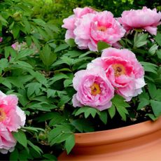 Pink Peonies in Container