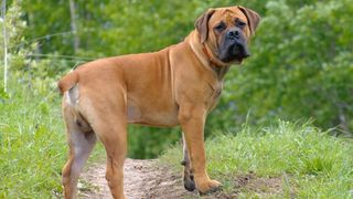 A boerboel dog standing on a dust track looking at the camera