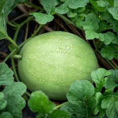 melon growing on ground