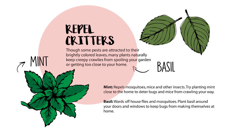 Studio plants: Repel critters