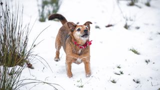 Dog walking in snow