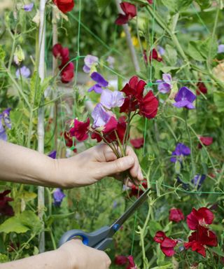 a person cutting sweet peas with scissors in the garden