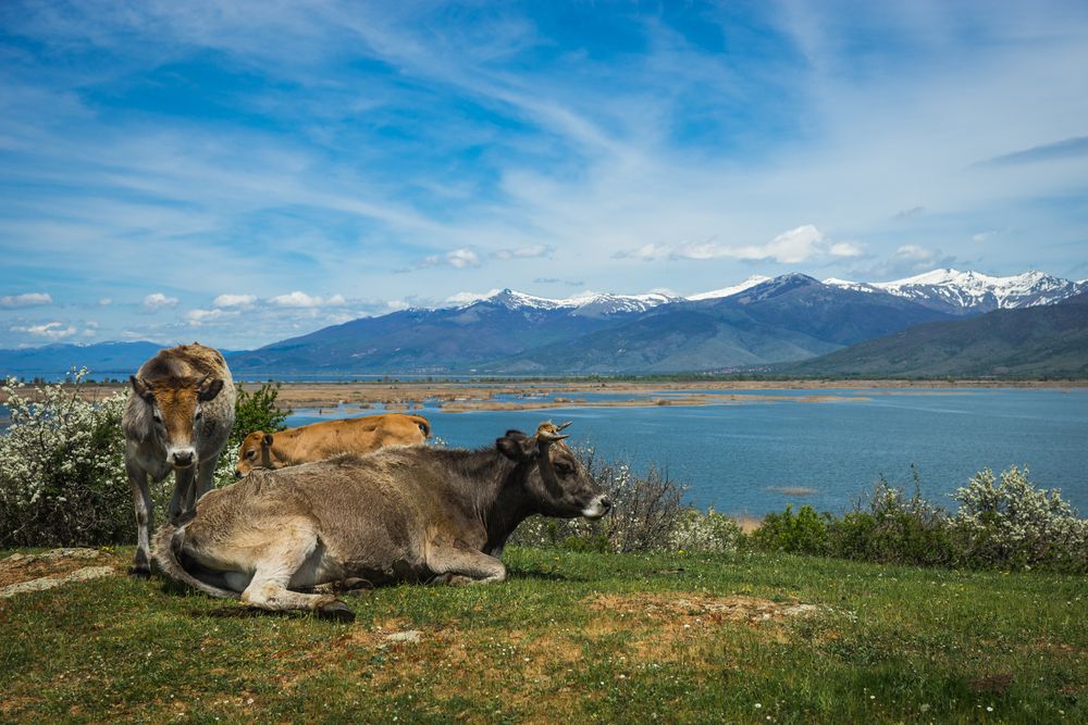 Cows in Greece