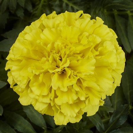 Expert Gardener 2qt Yellow Marigold Live Annual Plant Sun 3-Pack