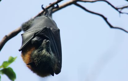 bat.