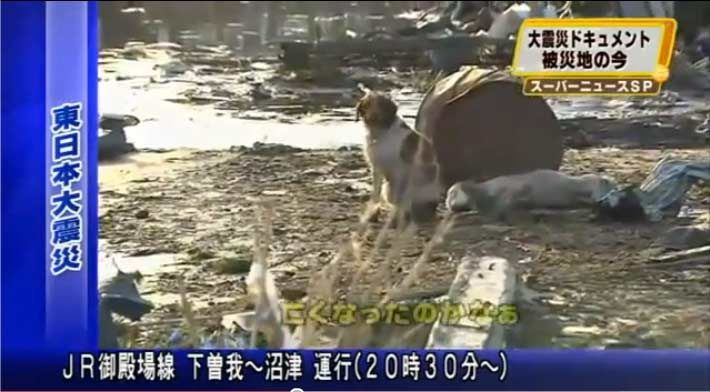 Dog sticks by injured fellow canine in Sendai, Japan.