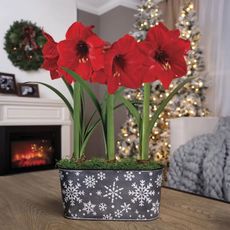 Four amaryllis flowers blooming in a tabletop pot