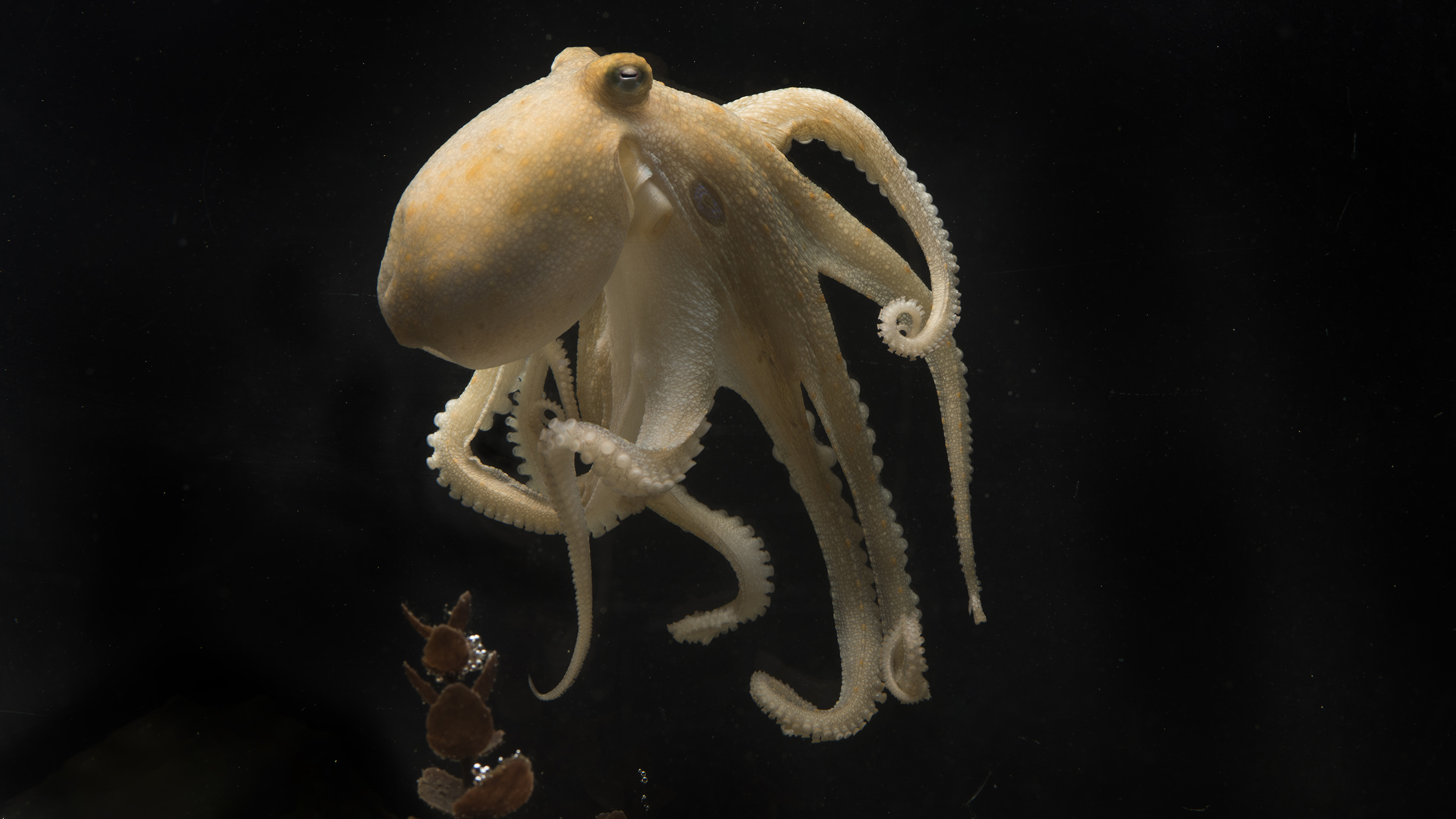 Caracatița cu două pete din California (Octopus bimaculoides) are o pată circulară albastră pe ambele părți ale capului.