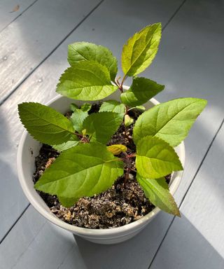 Young sprout of apple tree with green leaves in a white flower pot