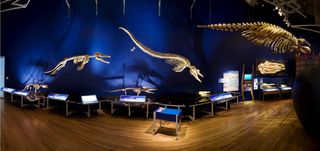 Whales are mammals, like humans, and their ancestors once lived on land. So how did they come to be so specialized for life in the sea? Within the exhibition, skeletons of fossil whales show visitors how the whale lineage evolved from land mammals to fully aquatic whales.