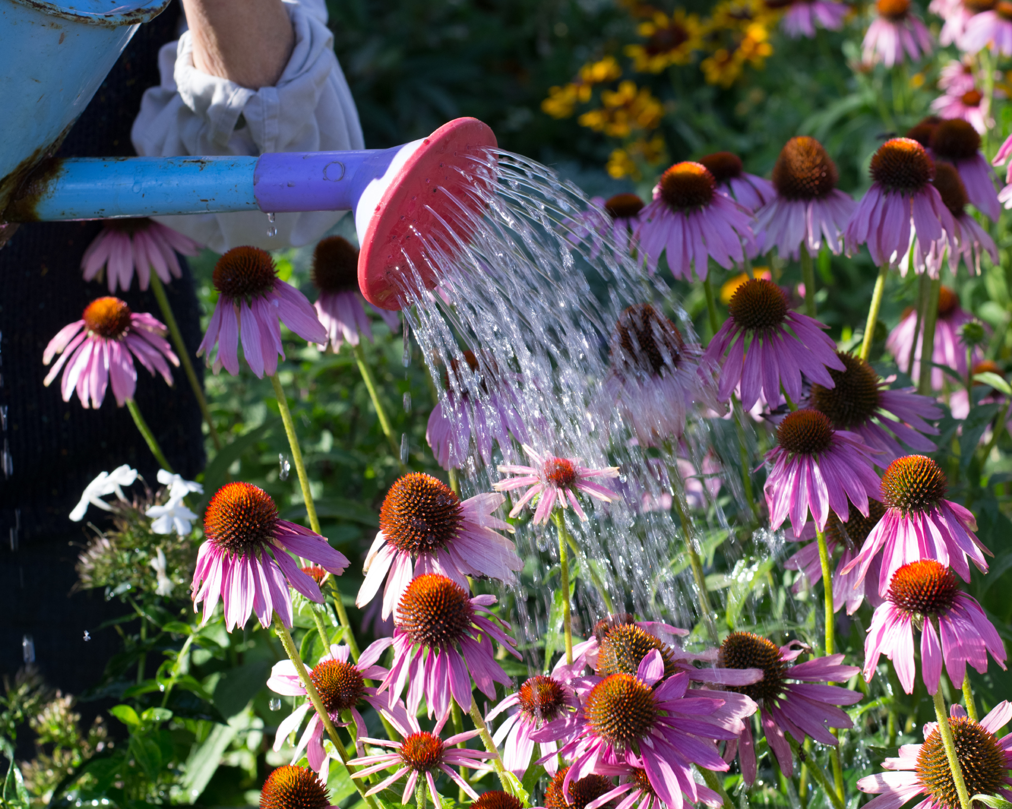 person using watering can to water pink echinacea in a garden border