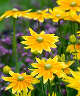 Yellow Rudbeckia 'Prairie Sun' is a good flower for cutting