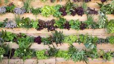 Wooden flower box display filled with greenery