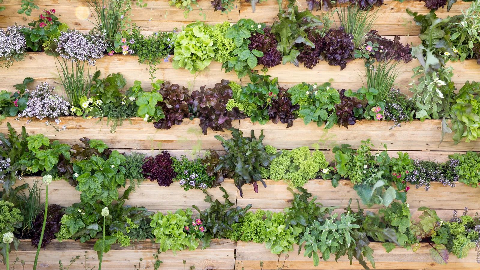 Wooden flower box display filled with greenery