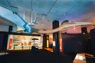 A full-size model of the 33-foot-wingspan Quetzalcoatlus northropi — the largest pterosaur known to date — hangs above visitors in the Flight Lab section of the exhibition.