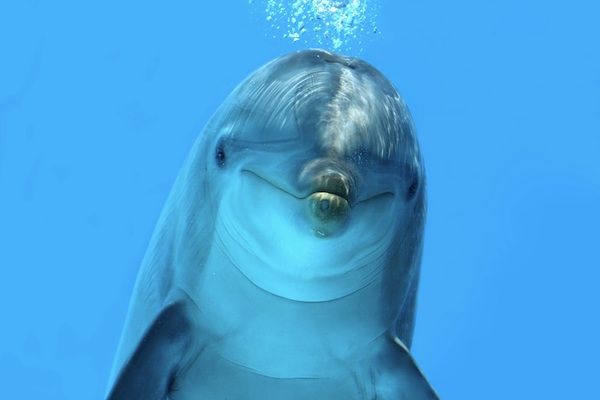 Dolphin looking at camera