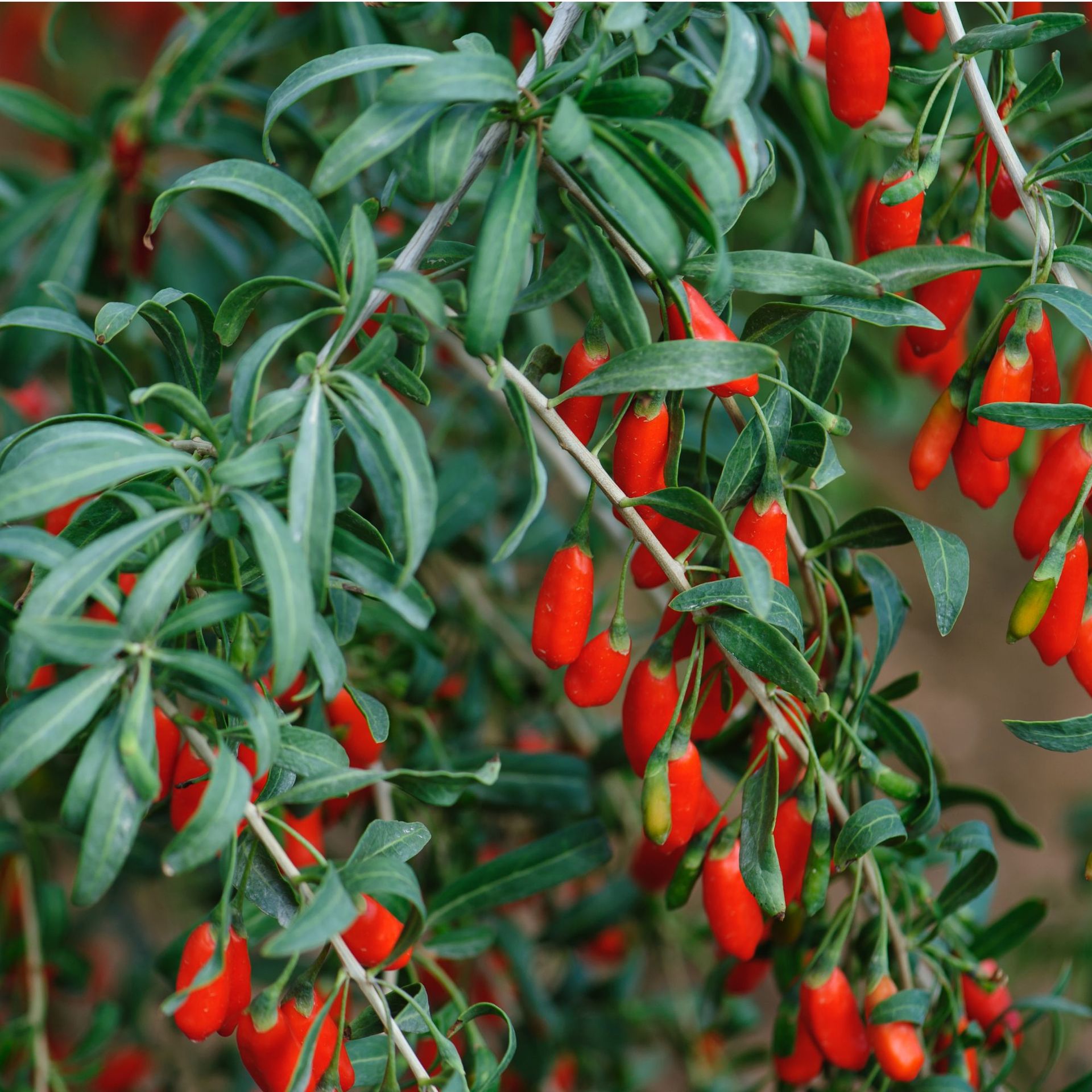 How to grow goji berries for delicious, vitamin-rich harvests | Ideal Home