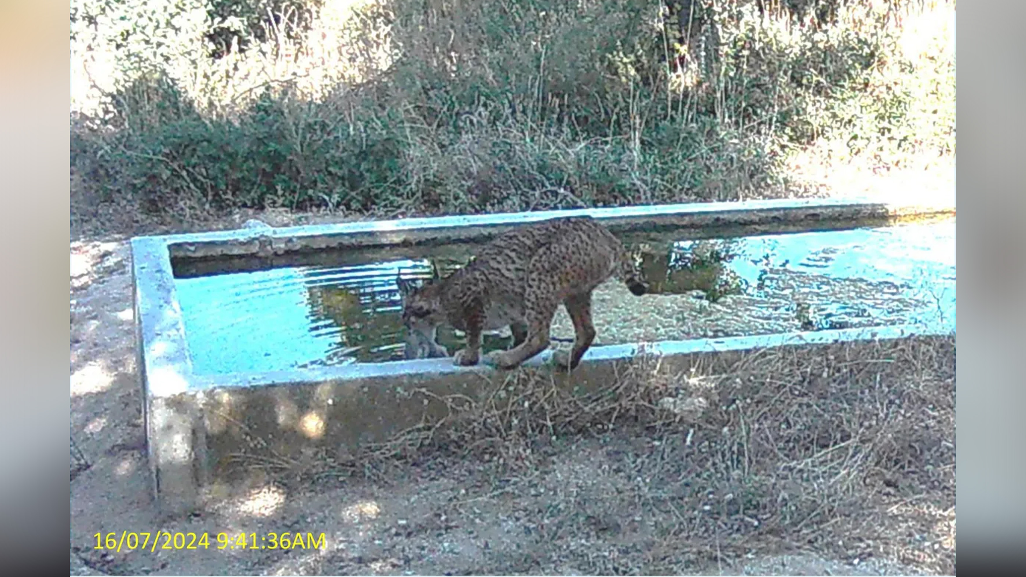 a lynx bathing a dead rabbit in water.