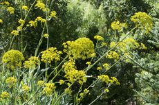 Yellow Bupleurum Herb Plant