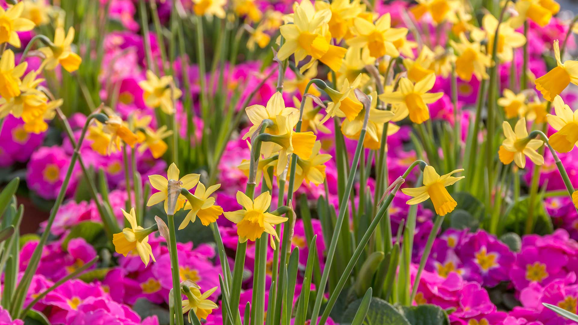 daffodils and pink primroses planted together