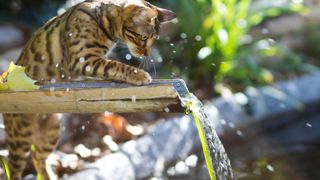 Savannah cat playing in water