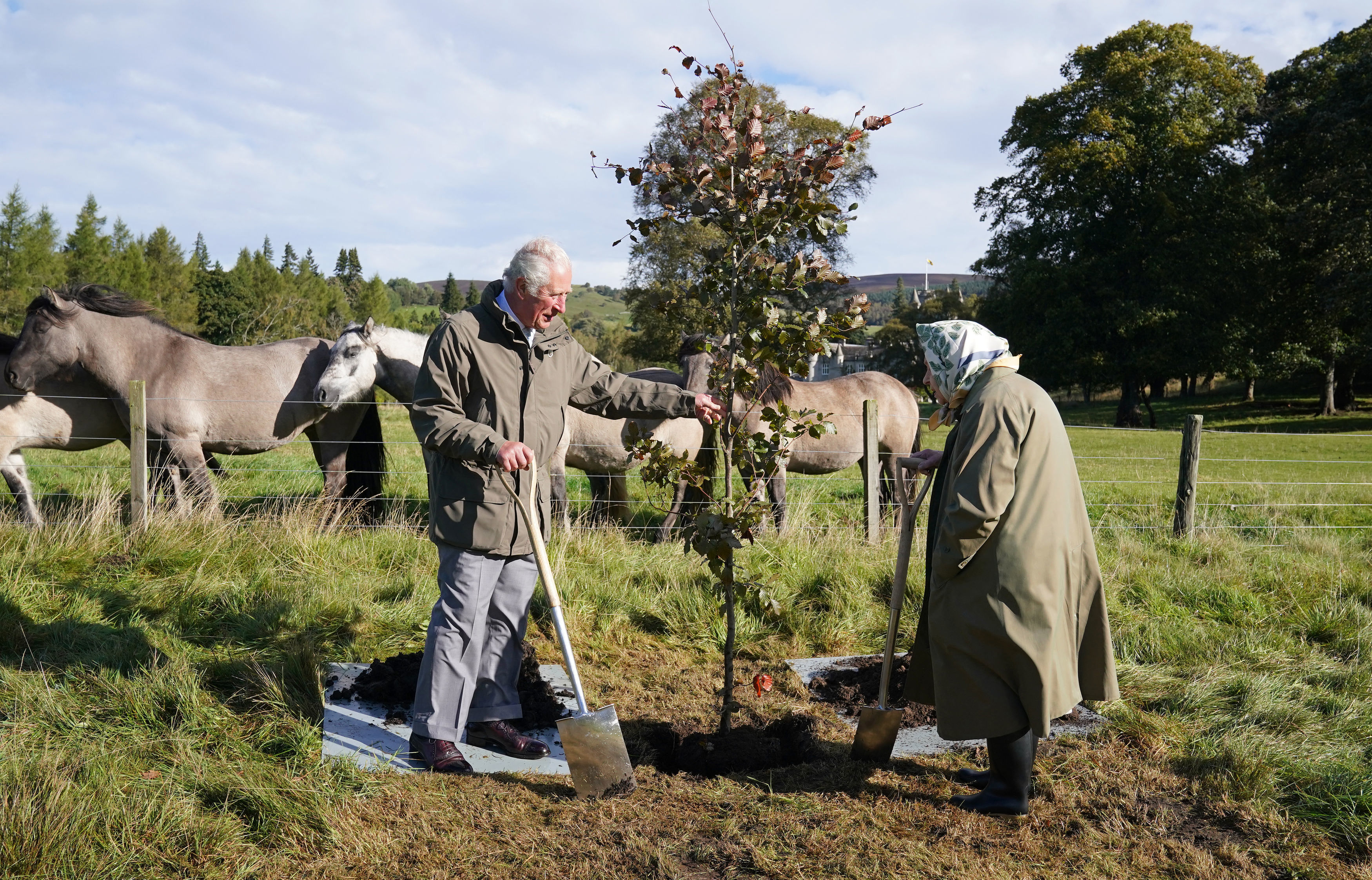 King Charles and Queen Elizabeth planting a tree at Balmoral in front of horses