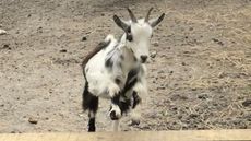 Goat1.jpg