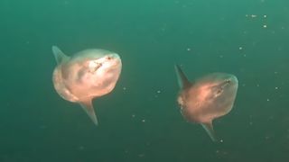Two juvenile sunfish or molas spotted during a dive trip off the coast of British Columbia.