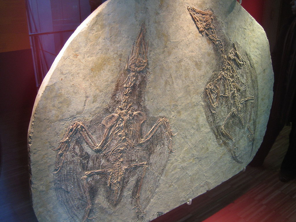 Two fossils of Confuciusornis
